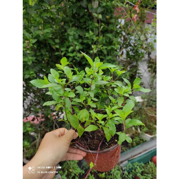 Bạc hà peppermint