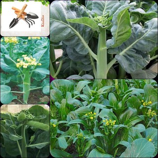 ⚡️HẠT GIỐNG RAU CẢI LÀN HOA VÀNG⚡️ NĂNG XUẤT CAO GIỐNG CHỐNG CHỊU SÂU BỆNH TRỒNG HOA TẾT