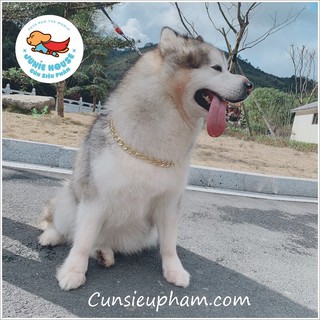 Vòng cổ mạ vàng cho chó lớn (trên 20kg)