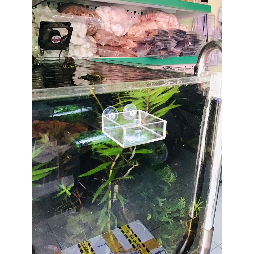 Đĩa cho tép ăn (mẫu vuông) - khay đựng thức ăn tép, cá thủy sinh- Mộc Thuỷ Sinh Thủ Đức