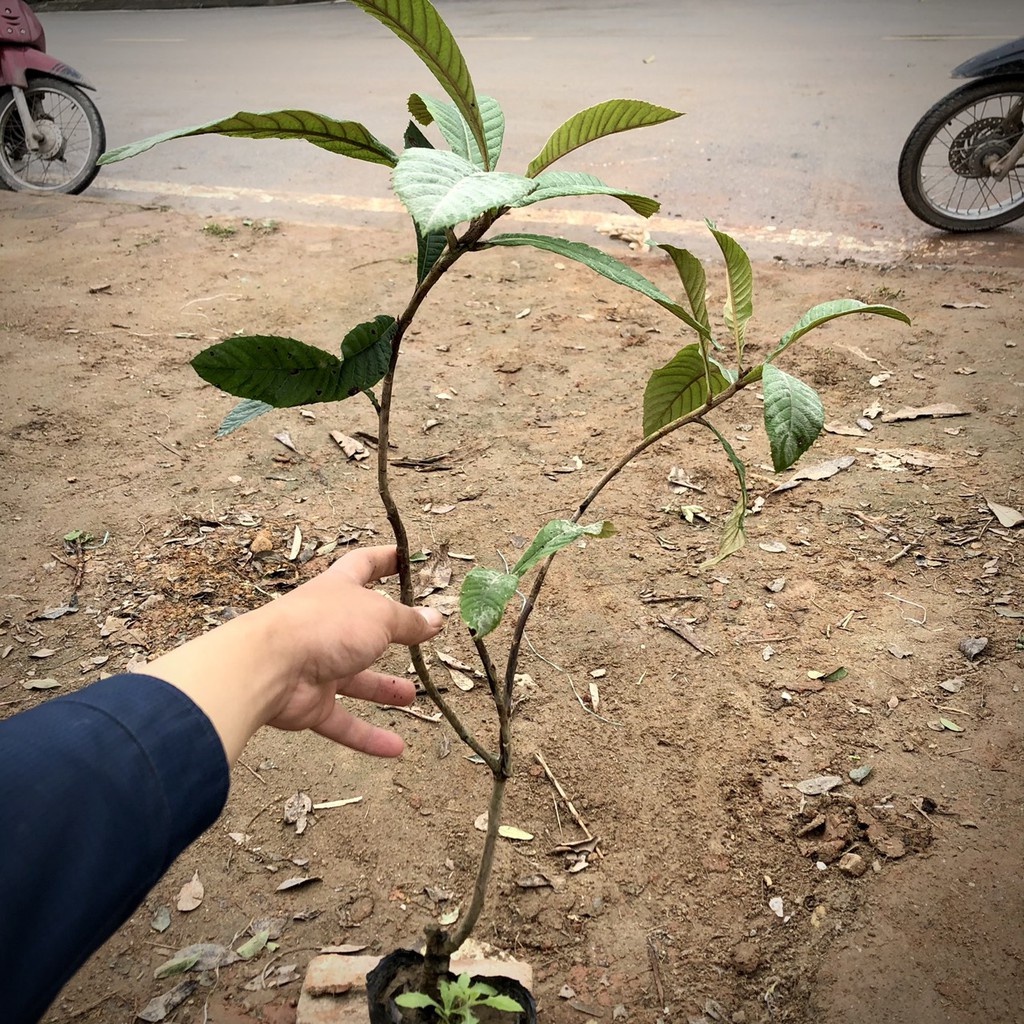 Cây nhót Nhật Bản  - THẾ GIỚI HOA CÂY CẢNH - cao 70cm ra trái sau 6 tháng.