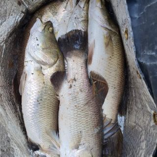 Cá Minnow Sanchem