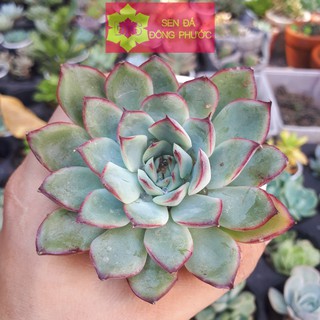 SEN ĐÁ VIỀN ĐỎ SIZE BẦU - Sen Đá xương rồng cây phong thuỷ văn phòng đẹp