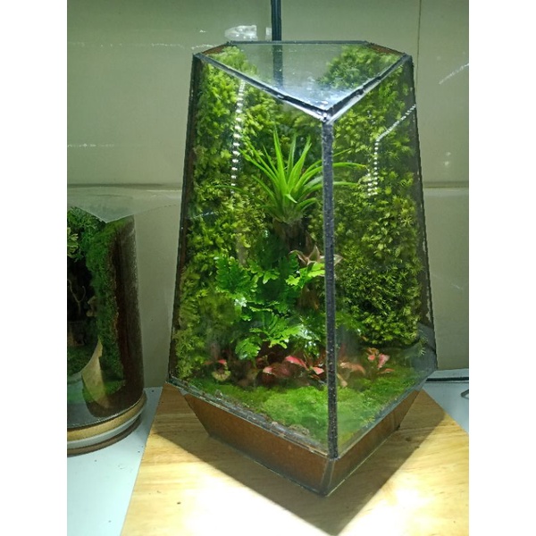 Không khí trang trí tiểu cảnh, terrarium, bán cạn...