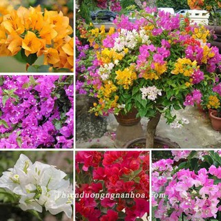 CHẬU HOA GIẤY ĐỦ MÀU, CHẬU HOA GIỐNG, GIÁ SIÊU RẺ