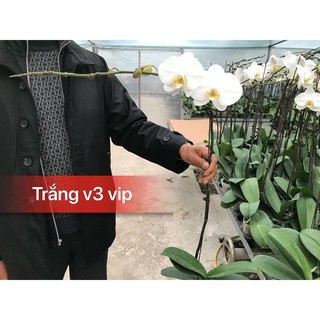 Combo 3 cây lan
