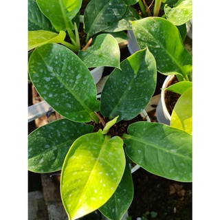 CÂY TRẦU BÀ ĐẾ VƯƠNG Vàng, (cao 35cm),