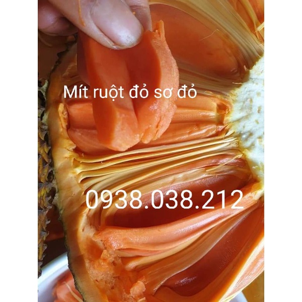 CÂY MÍT RUỘT ĐỎ SƠ ĐỎ ( BAO CHUẨN GIỐNG)