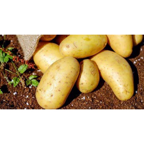 Khoai tây Đà Lạt 1kg - Hàng mới mỗi ngày