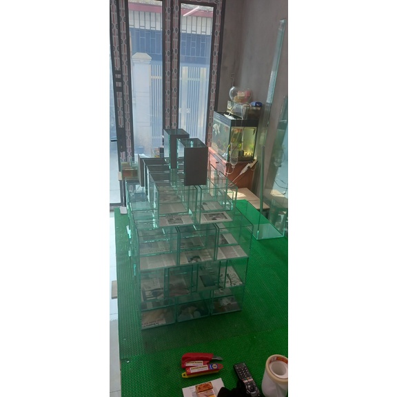 Bể Cá Betta, Guppy