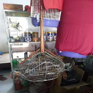 Bẫy chim mào choè...