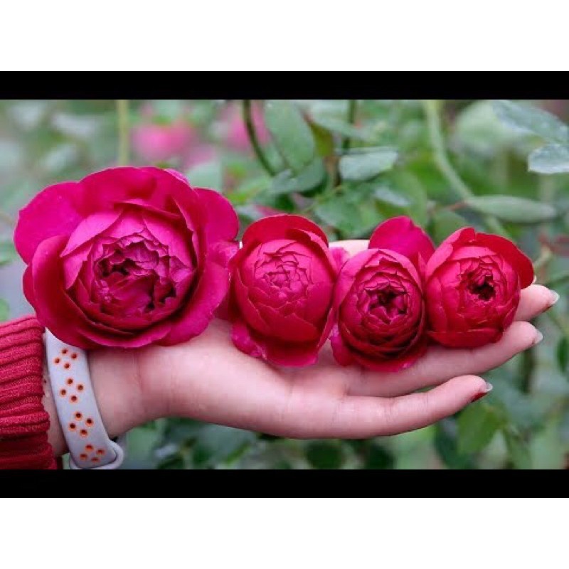 Cây Hoa hồng bụi Autumn Rouge