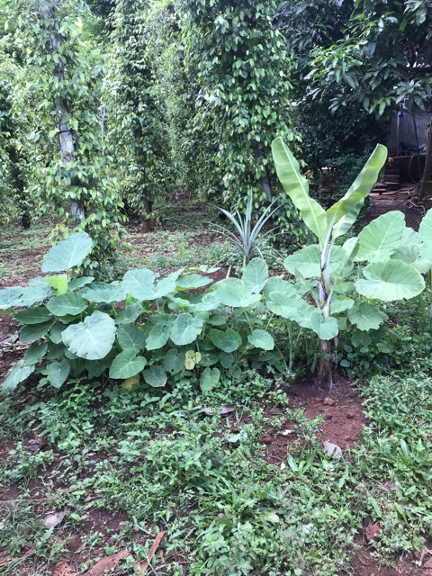 2 cây bạc hà  con