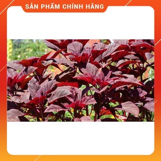 HẠT GIỐNG DỀN ĐỎ CAO SẢN (NN.69) gói 20gam