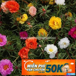 200h Hạt Giống Hoa Mười Giờ Mỹ Kép Mix Màu (C2.202| B9*V63) PHÚ ĐIỀN