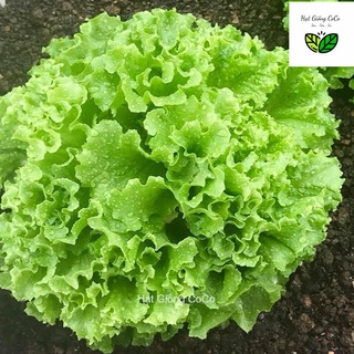 Hạt Giống Xà Lách Chịu Nhiệt - Oakleaf Gói 1500 Hạt