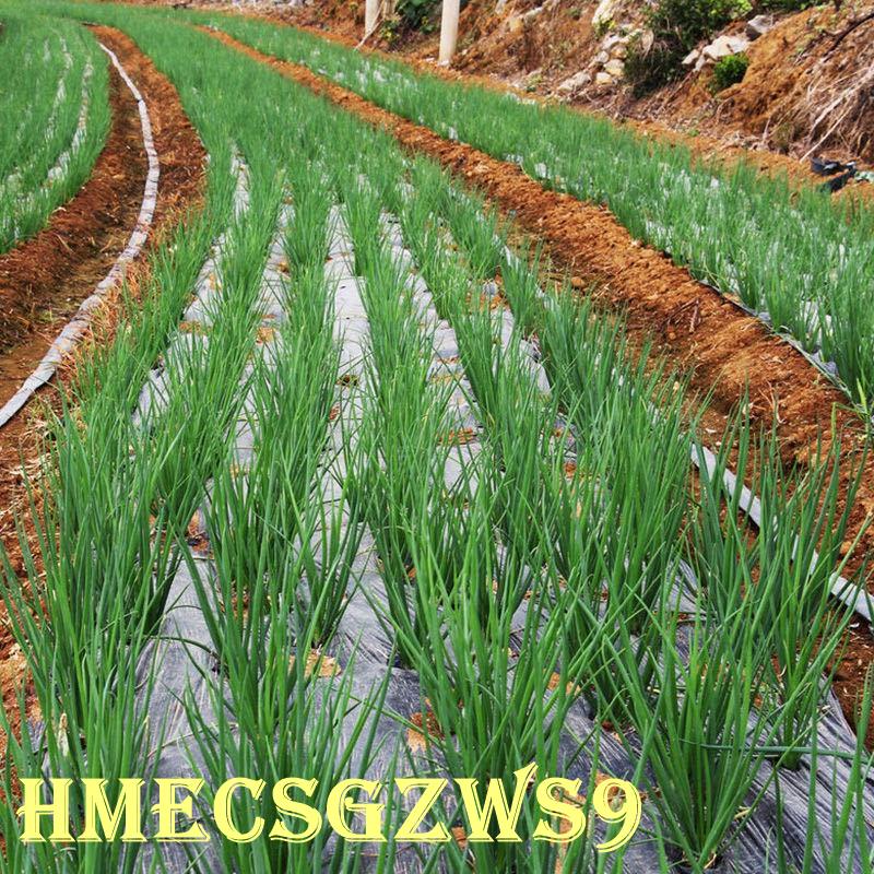 Hạt giống hẹ 4 mùa , ăn sống không cay 200h