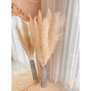Cỏ lau nhiều màu ,decor trang trí (pampas dries)