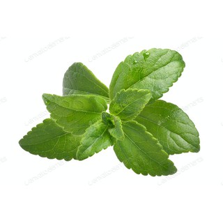 Gói 5 hạt giống Cỏ Ngọt Stevia
