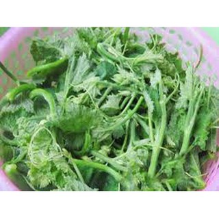 20GR - HẠT GIỐNG BÍ SIÊU NGỌN
