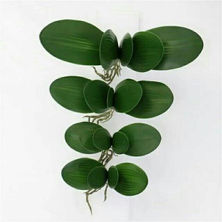 1 cụm lá lan hồ điệp