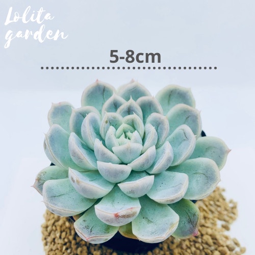 SEN ĐÁ MÓNG TAY SIZE BÉ, HÀNG ĐÀ LẠT, SIÊU XINH SIÊU KHỎE, LỖI 1 ĐỔI 1