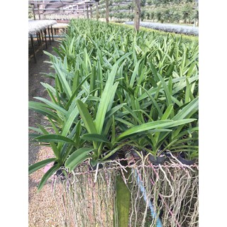 cây giống lan vanda, hàng nhập thái lan, đủ màu