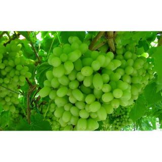 Hạt giống nho xanh leo giàn 15-20 hạt - HÀNG CÔNG TY