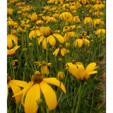M201 Hoa vàng Bắc Mỹ lâu năm 'mặt trời mùa thu" ( 'Herbstonne' rudbeckia, Autumn Sun) có thể cao 2m