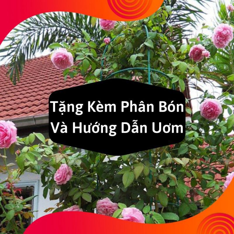 Gói Hạt Giống Hoa Hồng Leo Pháp Mix - Tặng Kèm Kích Mần và hướng dẫn gieo Gói 20 Hạt Giống Hoa Hồng Leo