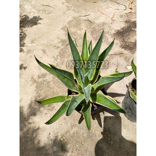 CÂY DỨA NAM MỸ