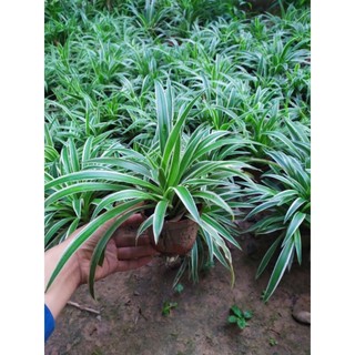 Khóm cây cỏ lan chi