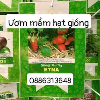 Hạt giống Dâu tây Etna (10 hạt)