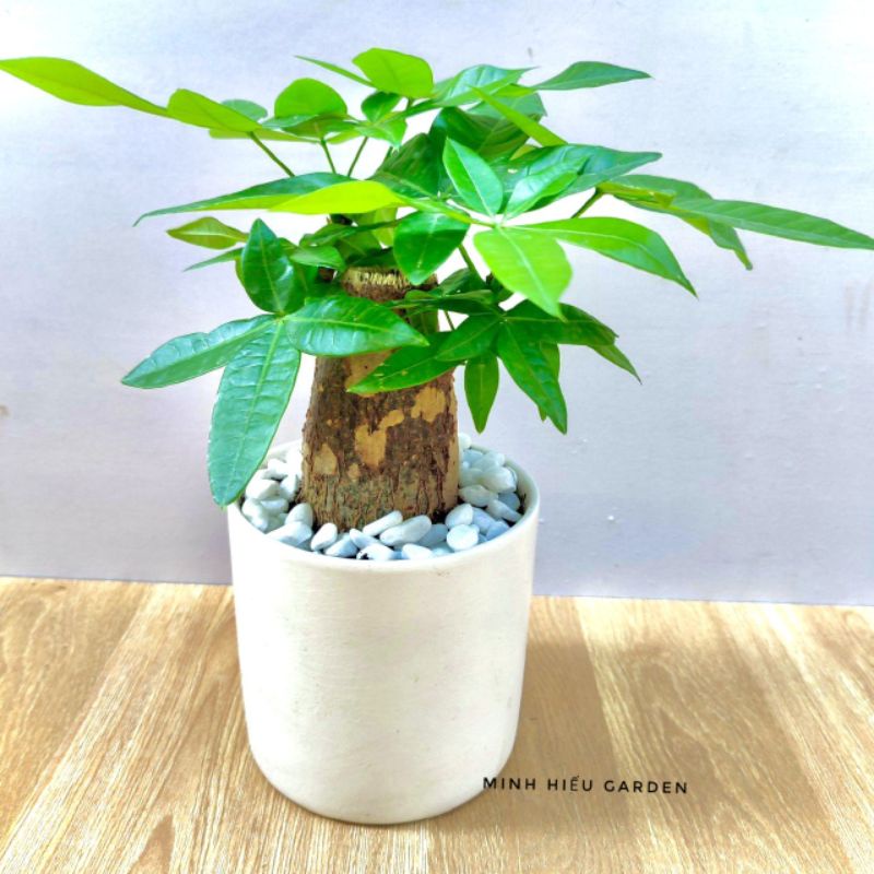Cây kim ngân chậu sứ để bàn mang nhiều may mắn tài lộc