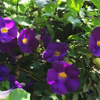 Cây cát đằng đứng(cây giống)