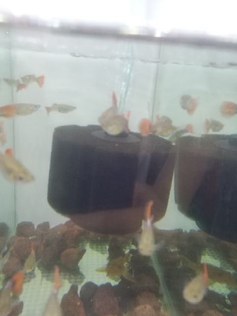 Sủi oxy bio - lọc vi sinh cho hồ cá cảnh