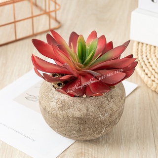 🍀Hoa Giả - Hoa Sen Đá Giả Đường Kính Bông 12 cm
