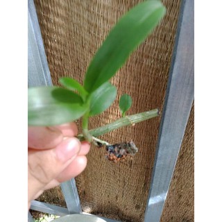 thanh lý ki phi điệp rừng