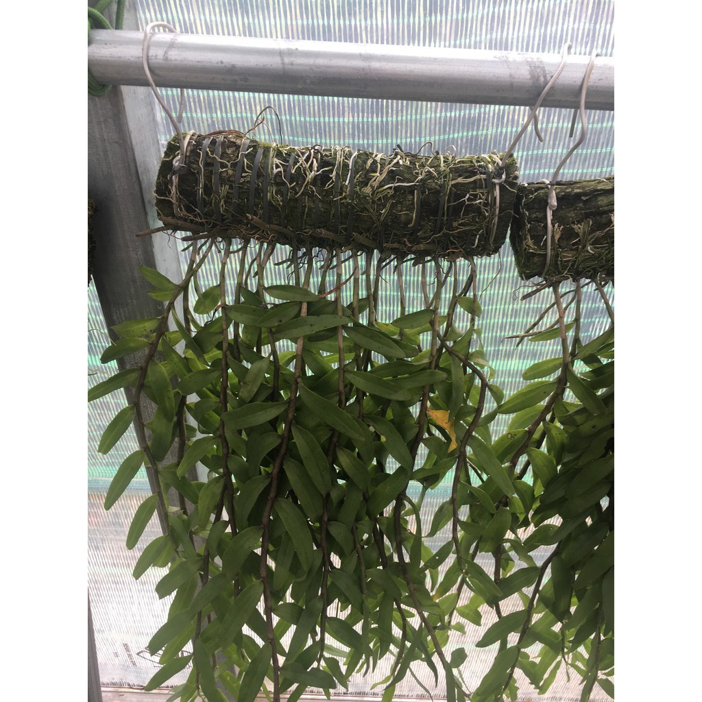 Giả hạc pháp hoa tím bảng nhiều thân trồng thuần