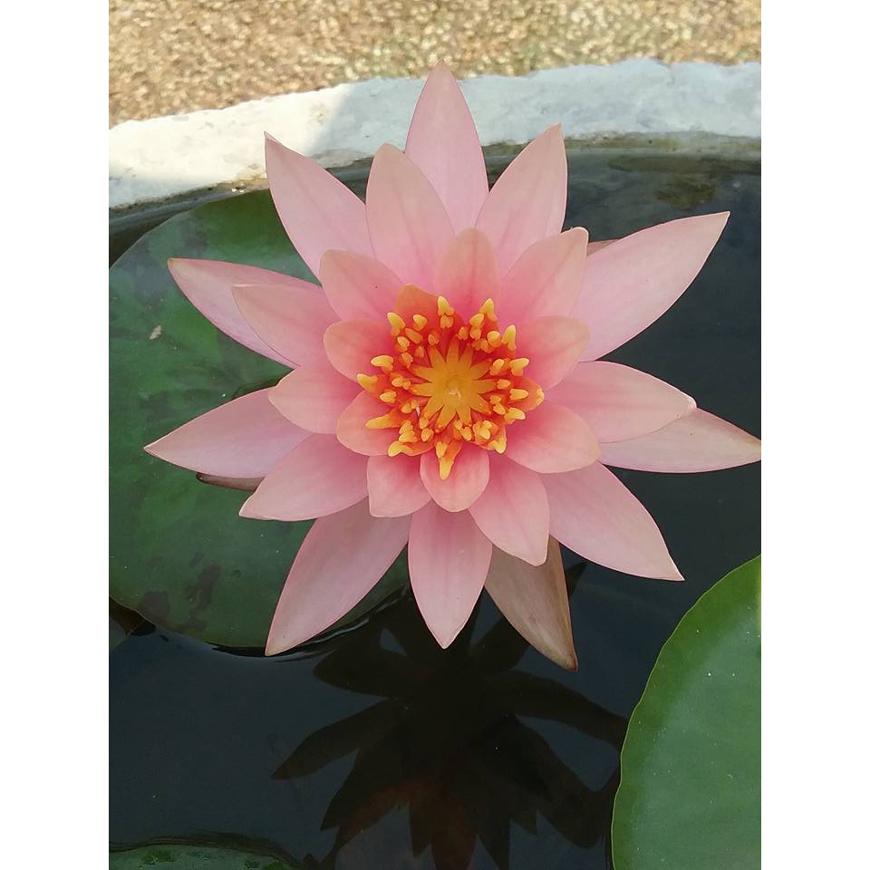 Sale 70%  Cây Hoa súng Thái Lan màu cà rốt Đ-02