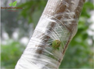 Băng nilon ghép cây chuyên dụng( cuộn xanh/ vàng/ trắng)