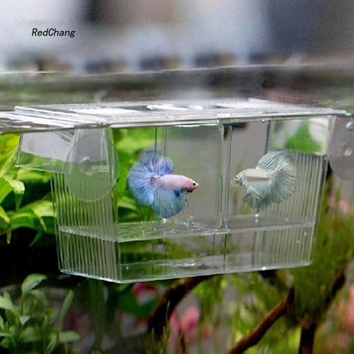 Hộp acrylic trong suốt 2 ngăn cách ly chuyên dụng cho bảo vệ cá cảnh