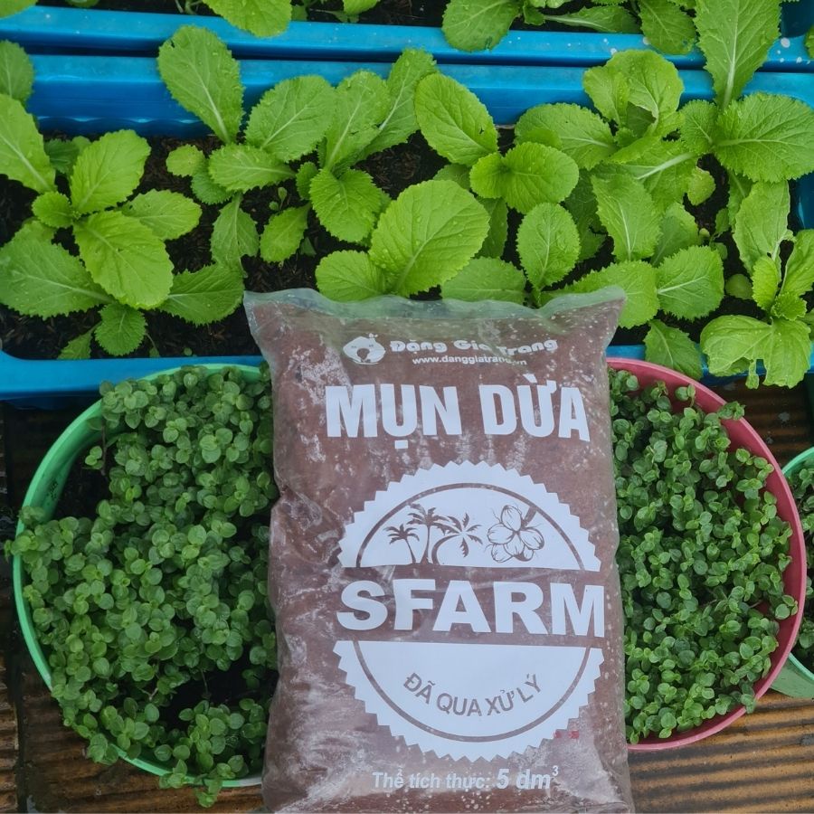 MỤN DỪA SFARM 5DM3