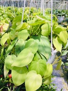Trầu bà Thái lá trái tim