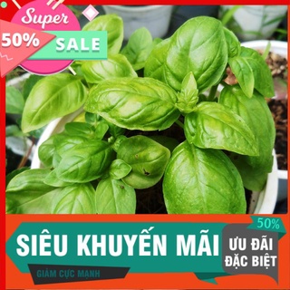 Cây húng tây Basil