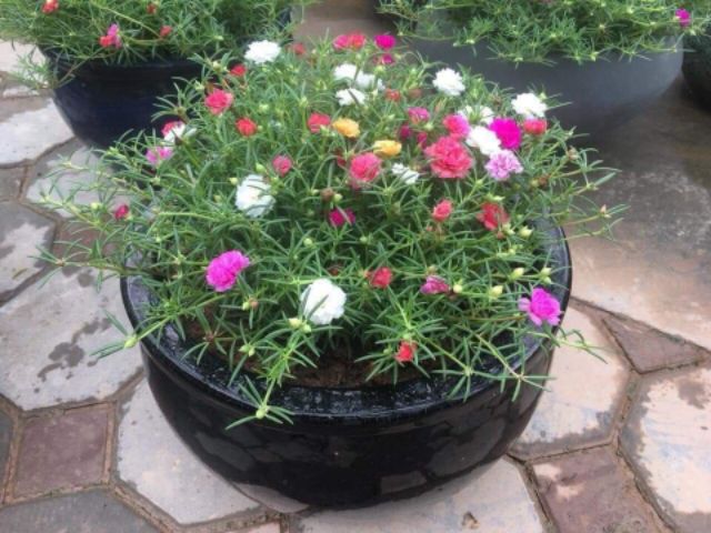 Hoa Sam và Hoa Mười Giờ 10h_ Cành giống  1kg 50k