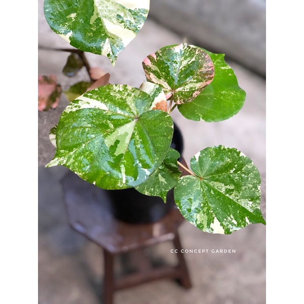 Cây Dâm Bụt Var | Hibiscus Tiliaceus Variegata