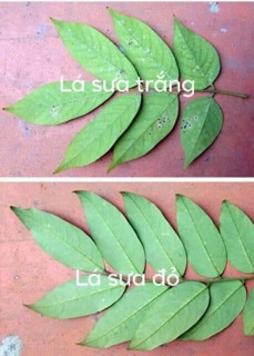 Cây giống gỗ sưa đỏ