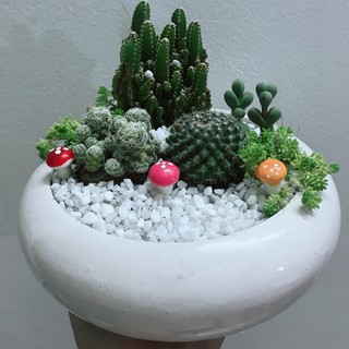 Vườn Cây Cảnh An Nhiên