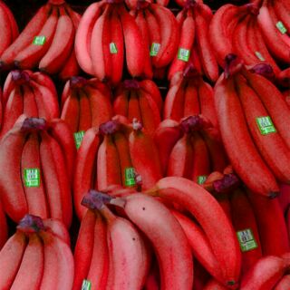 Cây giống chuối đỏ (combo 2 cây)